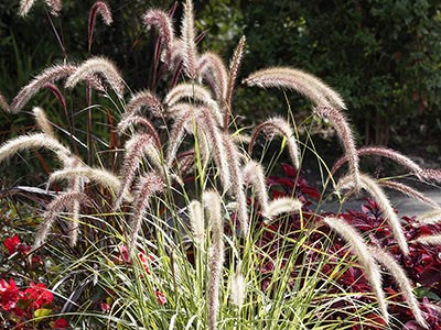 Travaux de jardinage - utilisez des graminées